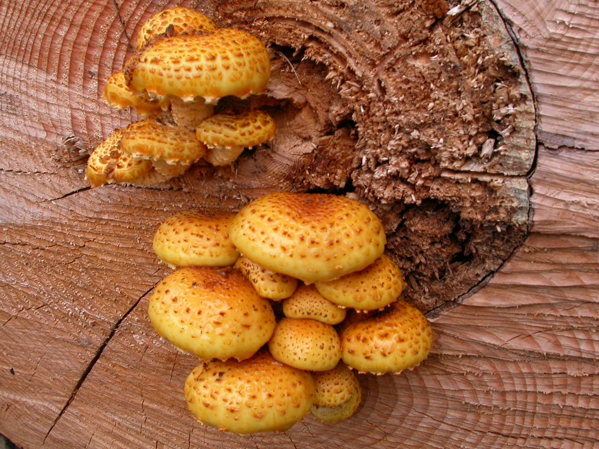 Bal Mantarı - Armillaria gallica